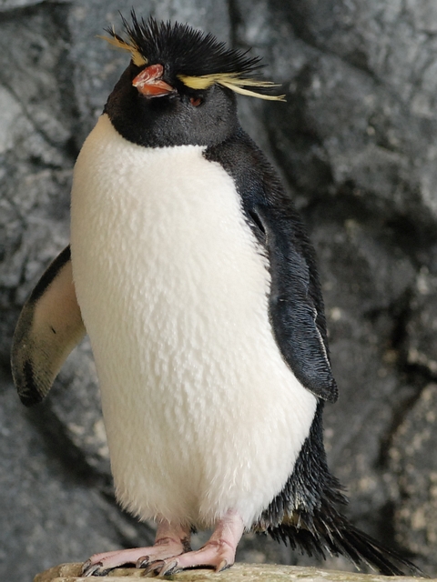 ミナミイワトビペンギン