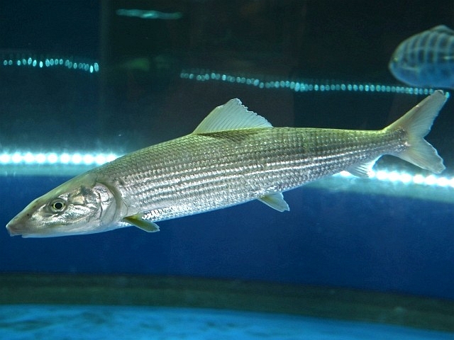 �\�g�C���V