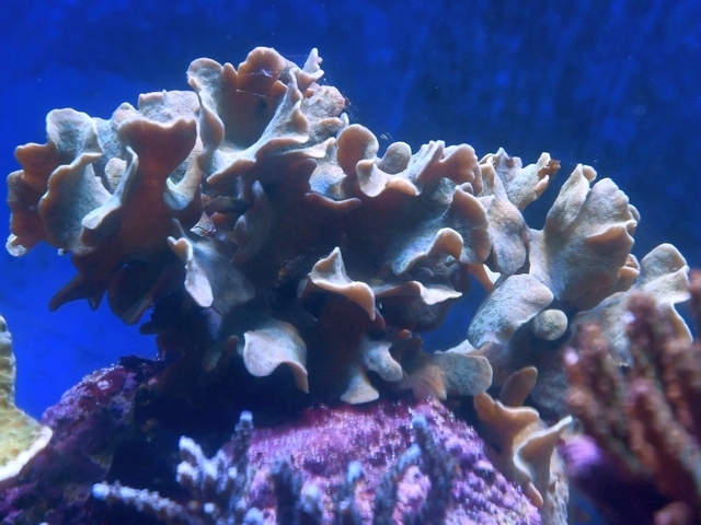 サオトメシコロサンゴ