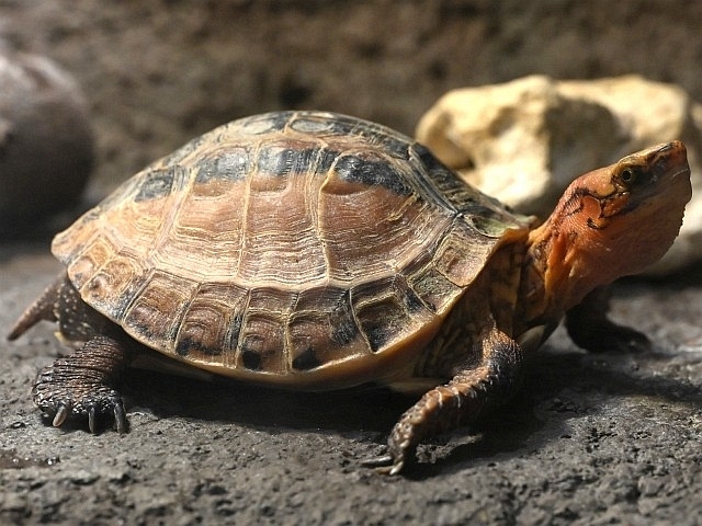 IXGMnRK
