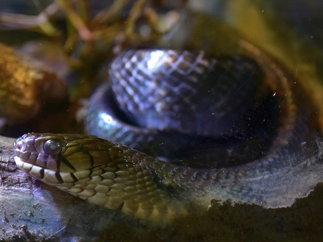 インディゴヘビ