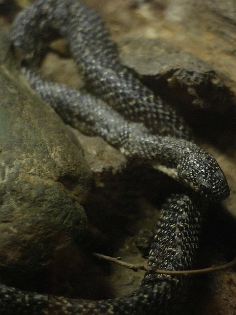コモンキングヘビ
