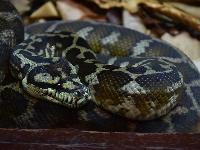 カーペットニシキヘビ