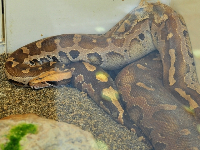 ボルネオアカニシキヘビ